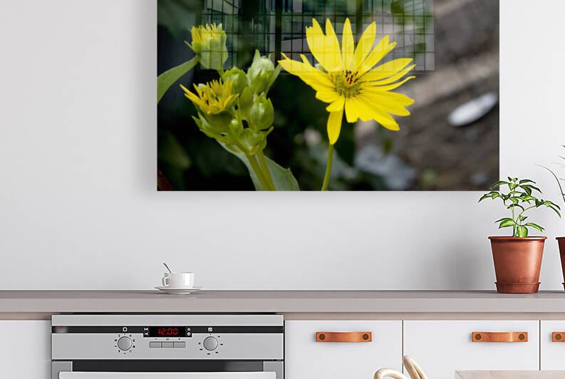 Eclat solaire : Le tournesol en macro une explosion de couleurs by Melissa Lefebvre