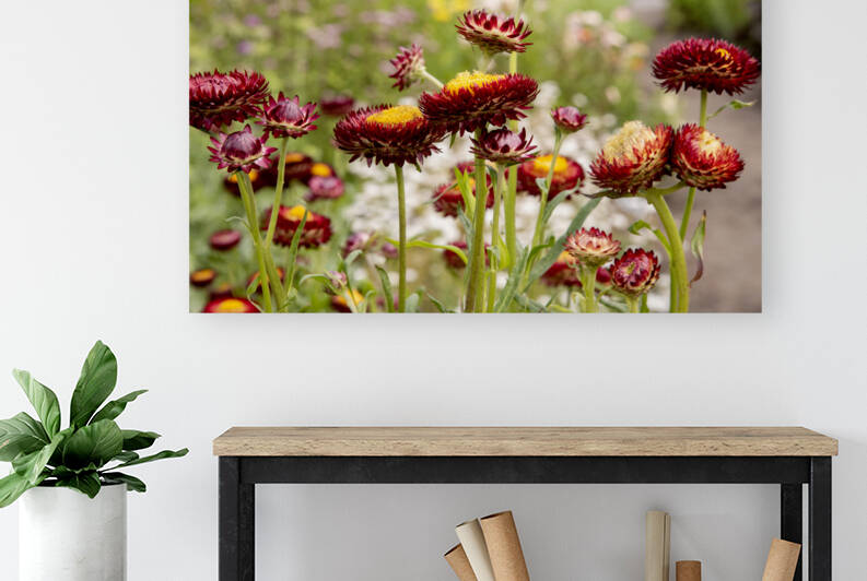 Eclat immortel : Limmortelle rouge entouree de verdure une image captivante by Melissa Lefebvre