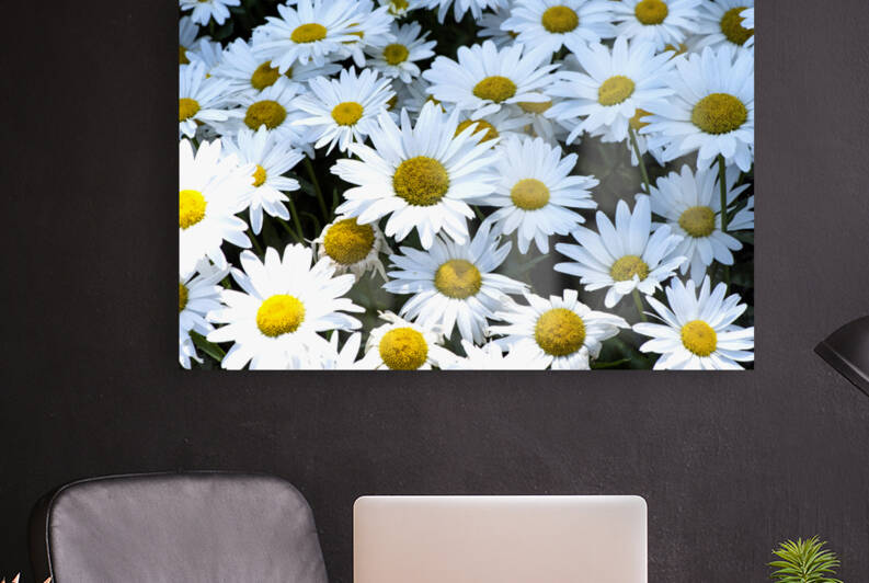 Purete florale : Leclat dun tapis de marguerites blanche by Melissa Lefebvre