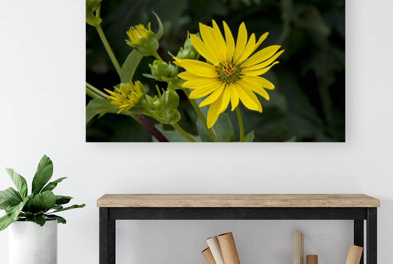 Nature capturee de pres : Lepanouissement dun tournesol en macro by Melissa Lefebvre