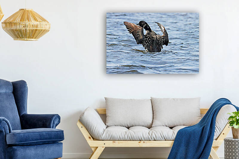 Preening Loon by Deb Oppermann