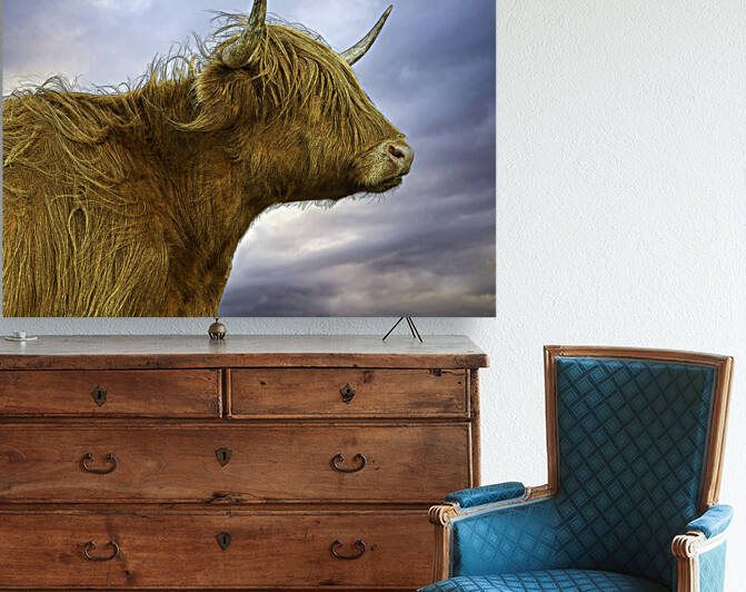 The Highland Cow in profile by Leighton Collins