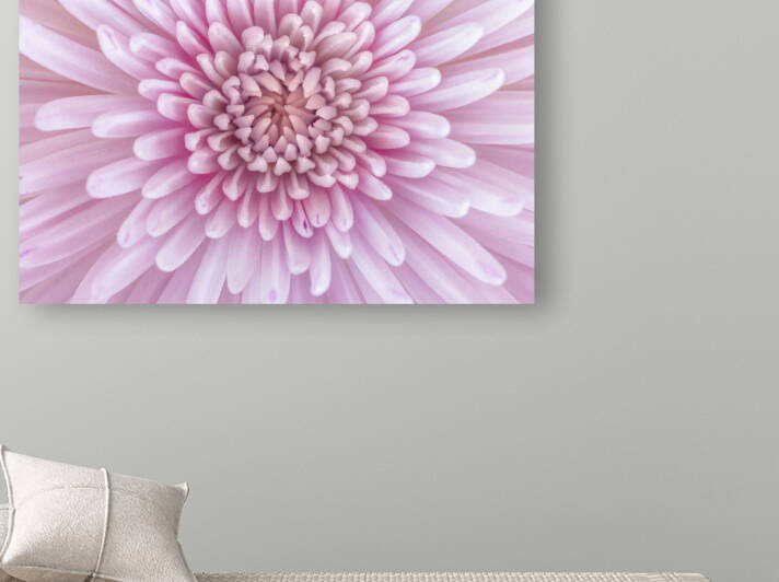 Chrysanthemum Flower by Assaf Frank