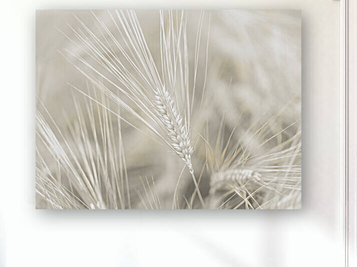 Wheat Wash by Assaf Frank