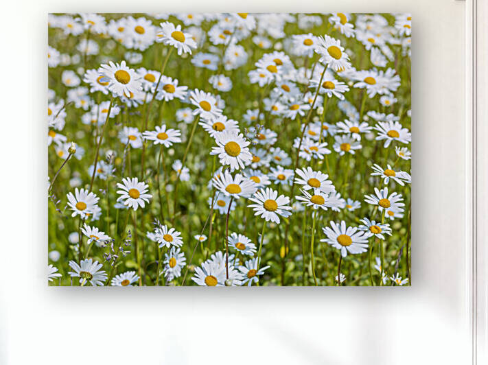 Daisy flowers by Assaf Frank