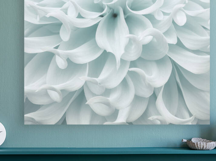 Dahlia close-up by Assaf Frank