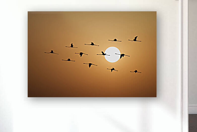 Flamingo Sunset by Assaf Frank