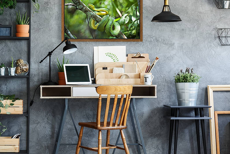 Green tree snake (Dendrelaphis punctulata); Madang Province, Papua New Guinea by PacificStock