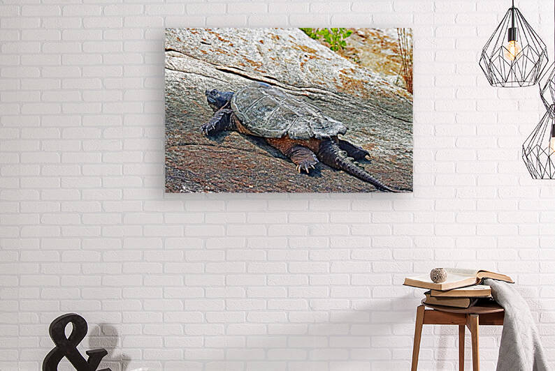 The Snapper by Deb Oppermann