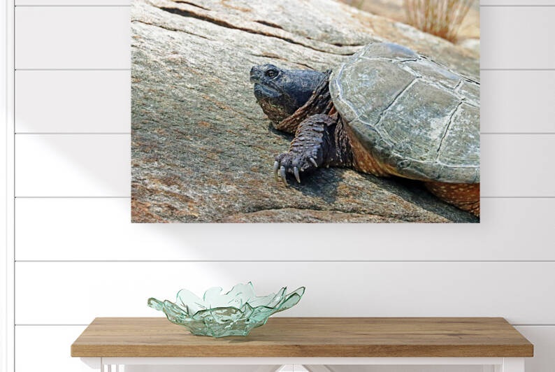 The Snapper Close  Up by Deb Oppermann