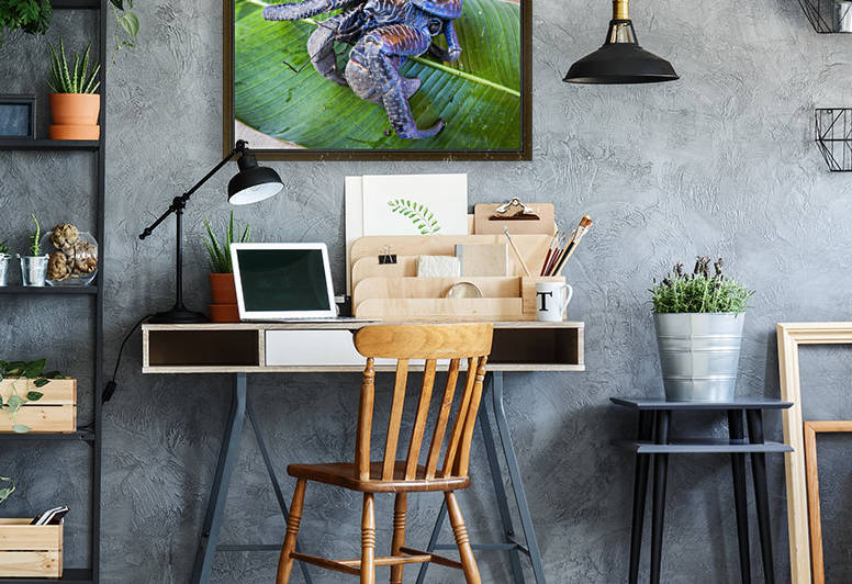 Coconut crab (Birgus latro); Vanuatu by PacificStock