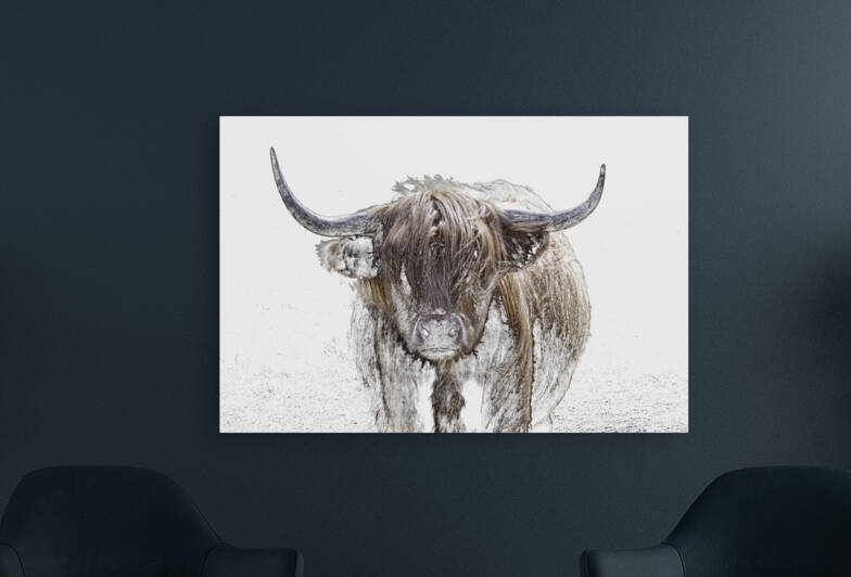 A Highland Cow in Winter by Leighton Collins