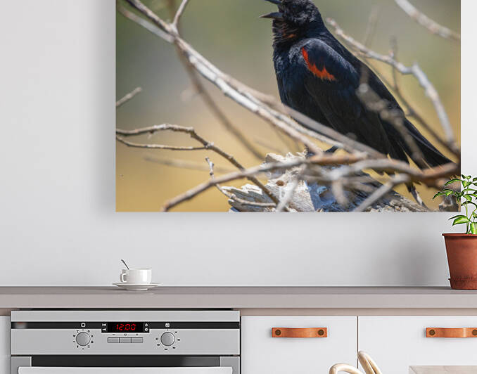 Red-winged Blackbird by Evan Mueller