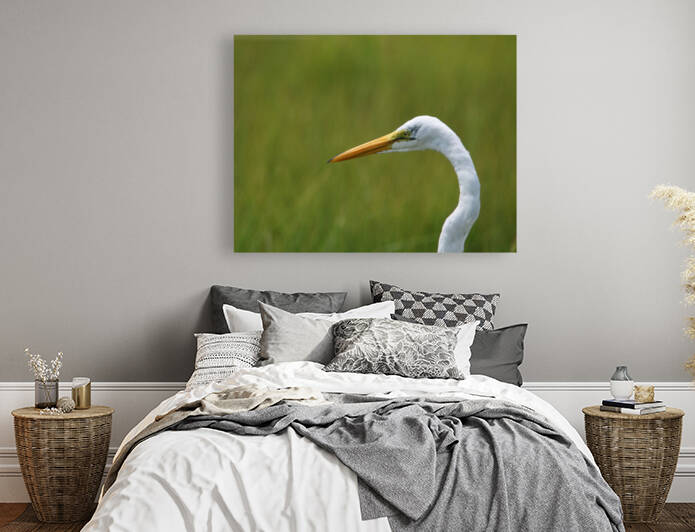 Great Egret Profile by Karen Silvestri