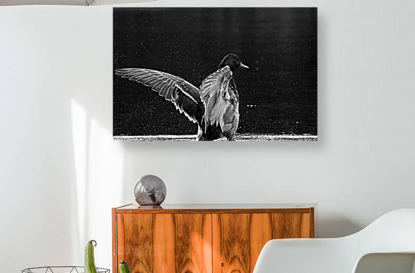 Drake Mallard Black And White by Deb Oppermann