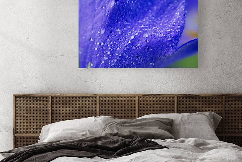 Balloon Flower Covered with Morning Dew 0711 by Iris H Richardson