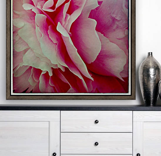 Pink Peony by Ulf Bley