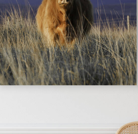 Highland cow by Leighton Collins