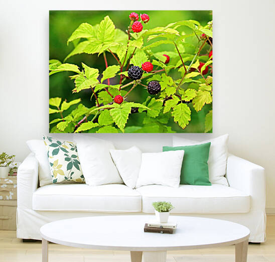 Wild Blackberries by Deb Oppermann