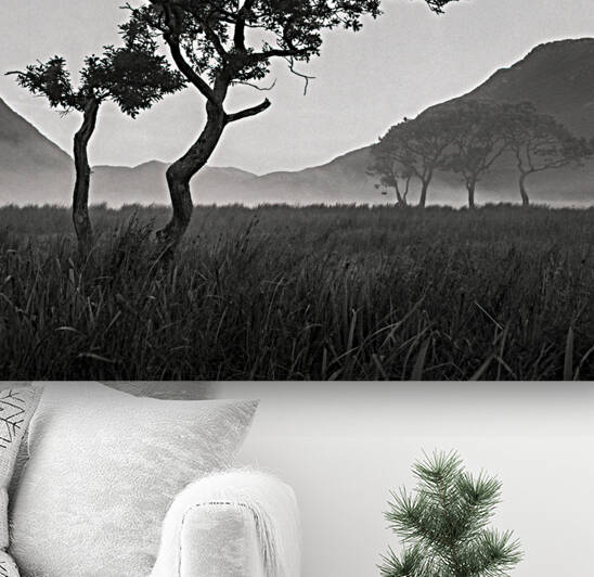 Crummock Water Tree by Dave Bowman