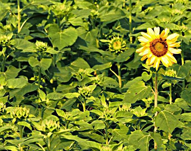 Sunflower Solitaire by Bill Swartwout Photography