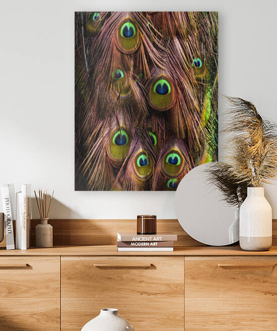 Peacock Feathers by Ben Cvengros