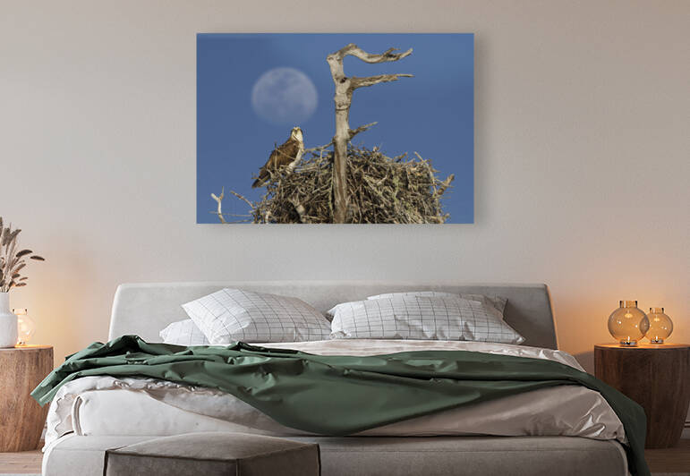 Nesting osprey by Jim Radford