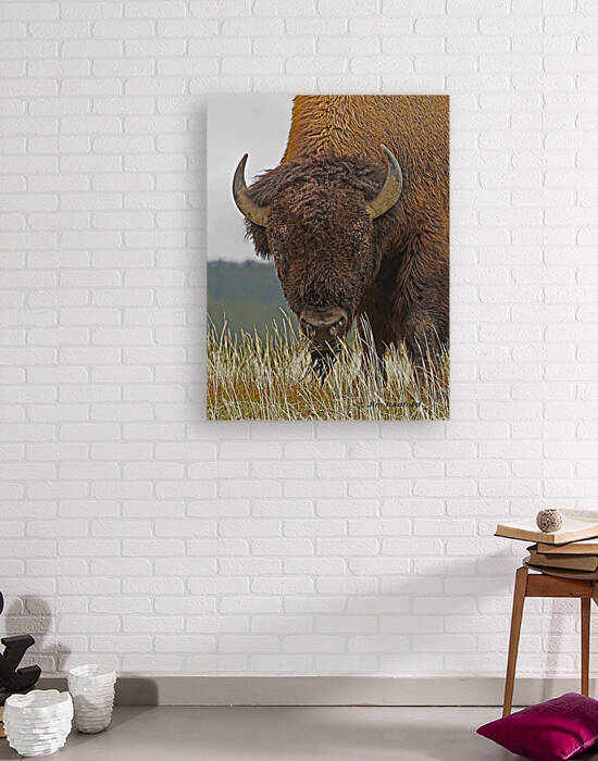 Bull bison by Jim Radford