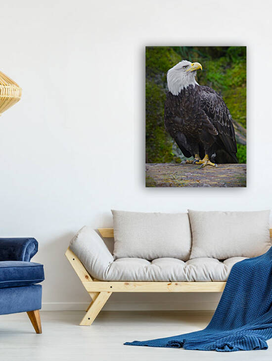 Bald eagle  by Jim Radford