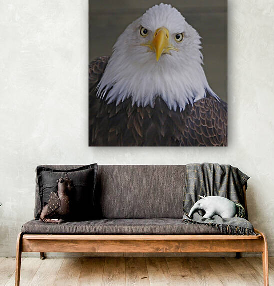 Bald eagle  by Jim Radford