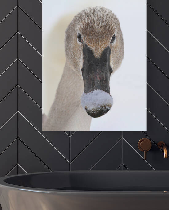 Trumpter swan by Jim Radford