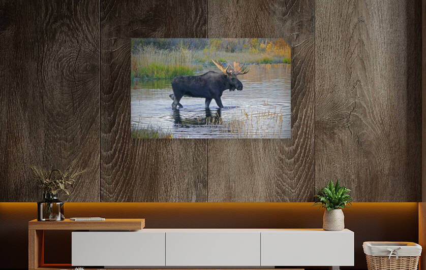 Bull moose in Wyoming by Jim Radford