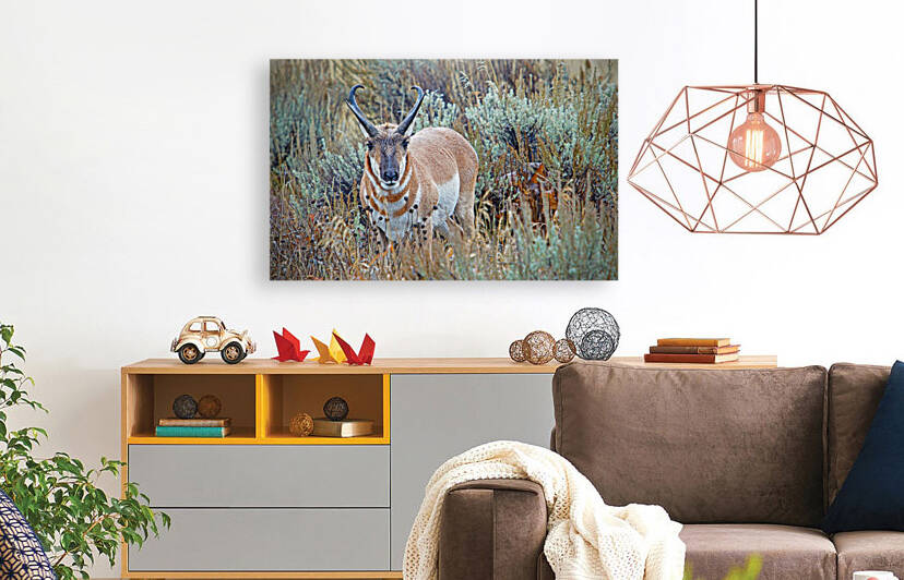 Pronghorn Antelope by Jim Radford