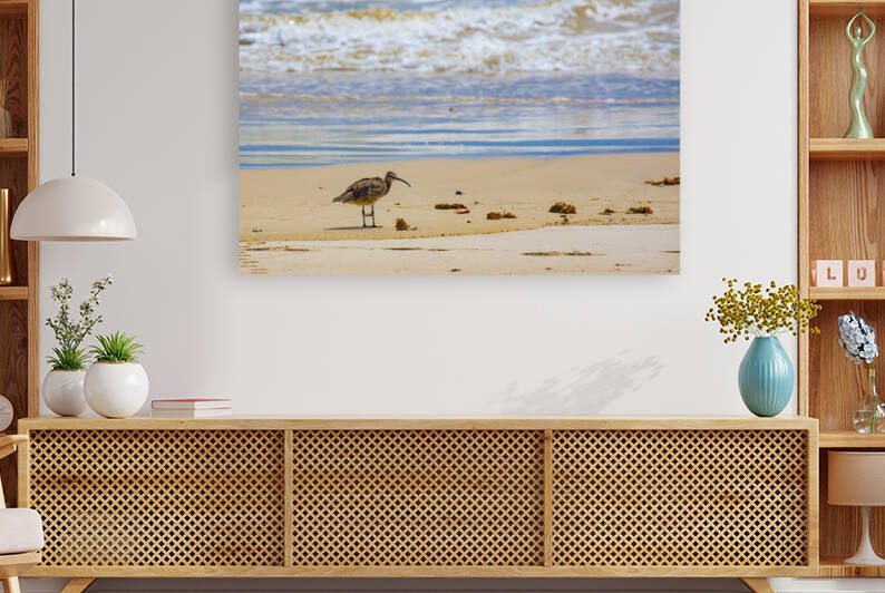 Whimbrel  by Cintia Campos