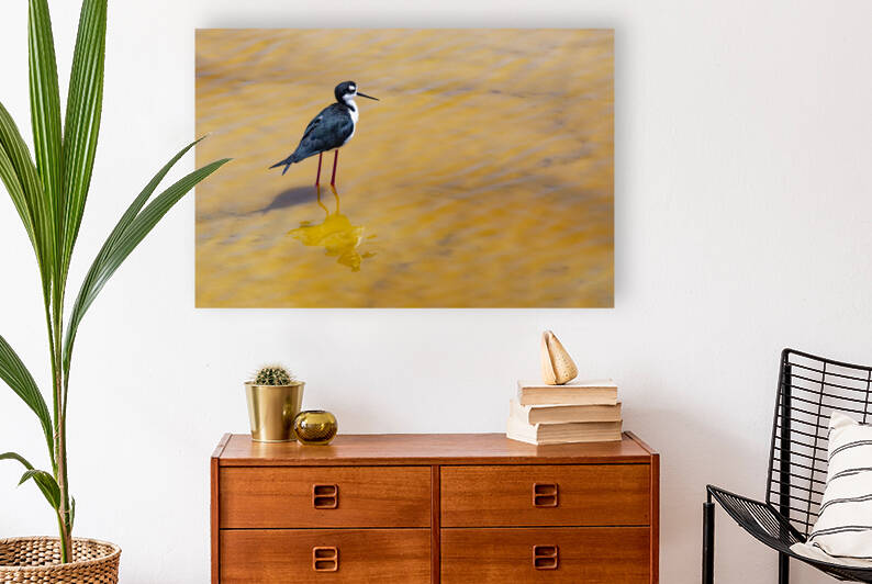 Black Necked Stilt by Cintia Campos