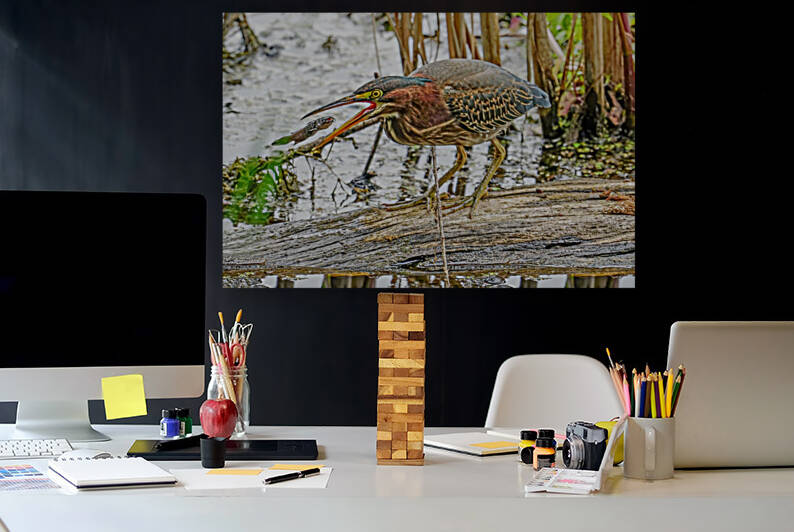 Green Heron doing dinner  by Jim Radford