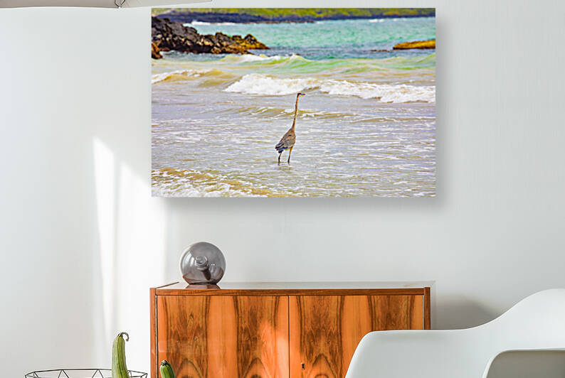 Great Blue Heron on Isabela Island by Cintia Campos