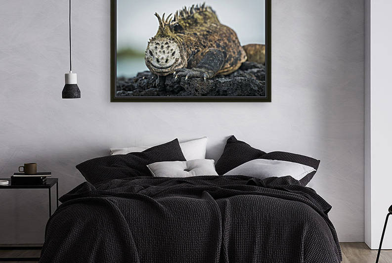 Marine iguana (Amblyrhynchus cristatus) on grey rocks beside sea; Galapagos Islands, Ecuador by PacificStock