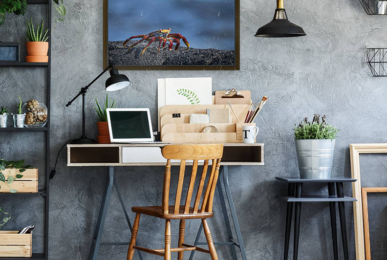 Sally Lightfoot crab (Grapsus grapsus) on grey volcanic rock; Galapagos Islands, Ecuador by PacificStock