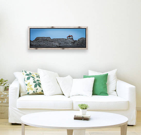 Sally Lightfoot crab (Grapsus grapsus) on rocky horizon; Galapagos Islands, Ecuador by PacificStock