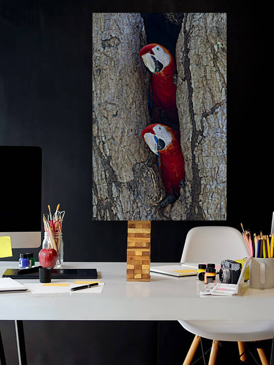 Aras rouges by Sophie Thibault