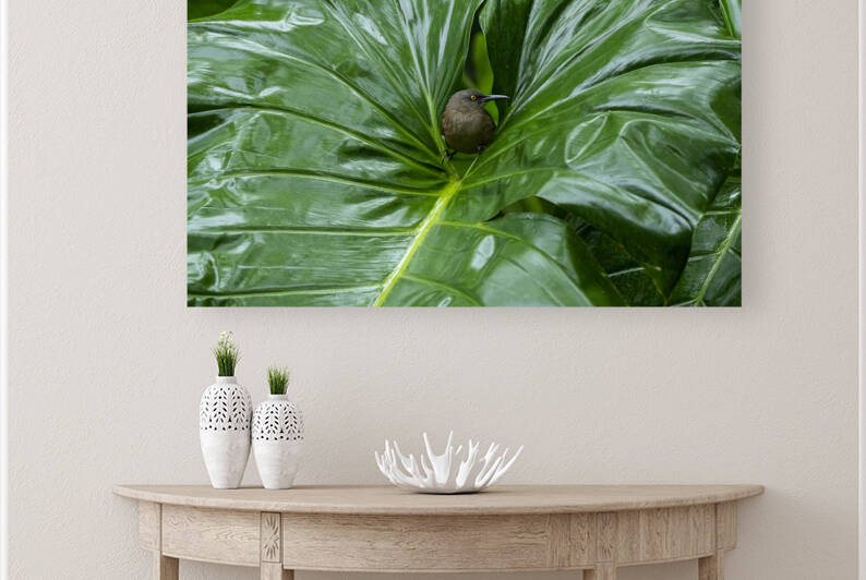 Trembleur brun by Sophie Thibault