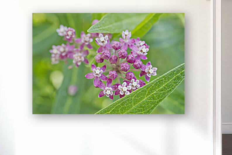 Pink and White Milkweed  by Iris H Richardson