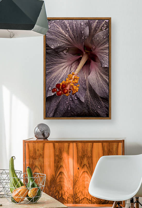 Close up of a Hibiscus flower with water droplets; Hawaii, United States of America by PacificStock