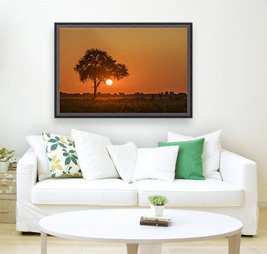 Backlit grass and silhouetted tree at sunset; Botswana by PacificStock