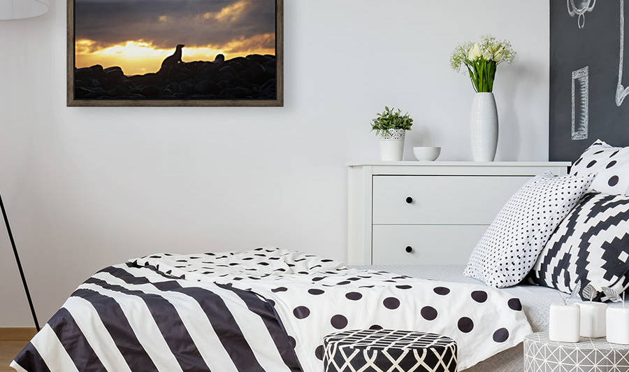 Sea lion on rocky promontory silhouetted against a golden sunset by PacificStock