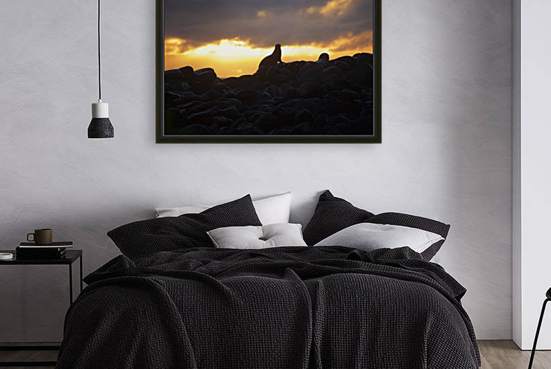 Sea lion on rocky promontory silhouetted against a golden sunset by PacificStock