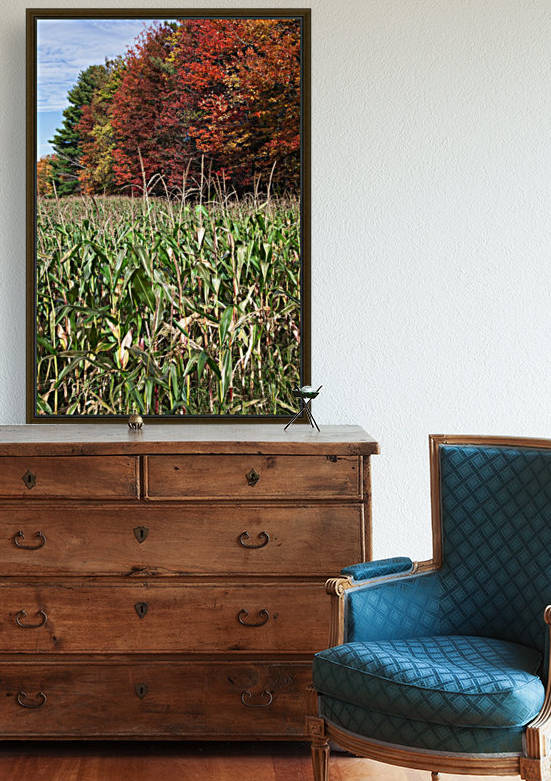 Corn growing in a field and autumn coloured leaves; Stowe, Vermont, United States of America by PacificStock