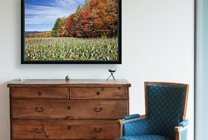 Corn growing in a field and autumn coloured leaves; Stowe, Vermont, United States of America by PacificStock