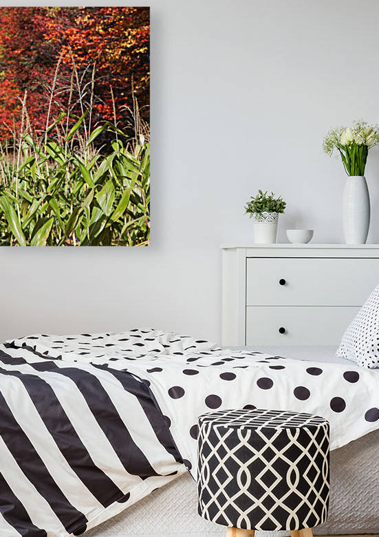 Corn growing in a field and autumn coloured leaves; Stowe, Vermont, United States of America by PacificStock